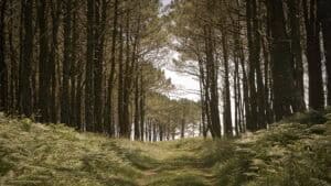 Arboleda en la Isla de Ons